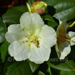 Rhododendron Yakushimanum Lemon Dream -Classic Roses Sales Store rhododendron lemon dream bm 2017 4 1000px