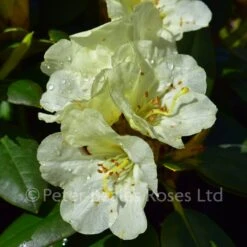 Rhododendron Yakushimanum Lemon Dream -Classic Roses Sales Store rhododendron lemon dream bm 2017 9 1000px
