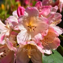 Rhododendron Yakushimanum Percy Wiseman