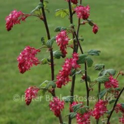 Ribes Sanguineum King Edward VII (Flowering Currant) 9 Ribes Sanguineum King Edward VII (Flowering Currant) -Classic Roses Sales Store ribes sanguineum king edward vii bm 16 1000px