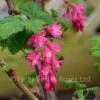 Ribes Sanguineum King Edward VII (Flowering Currant) -Classic Roses Sales Store ribes sanguineum king edward vii bm 2016 10 1000px