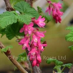 Ribes Sanguineum King Edward VII (Flowering Currant)