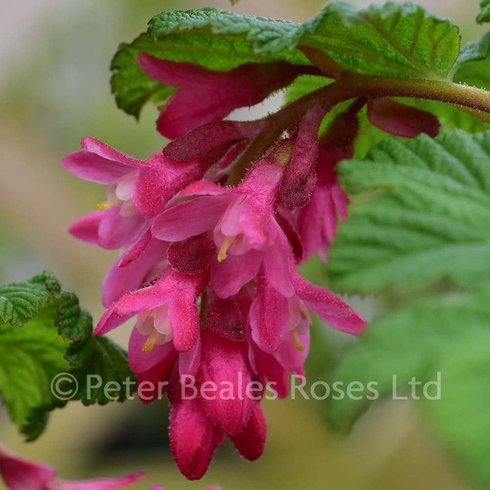 Ribes Sanguineum King Edward VII (Flowering Currant) 5 Ribes Sanguineum King Edward VII (Flowering Currant) - Image 3