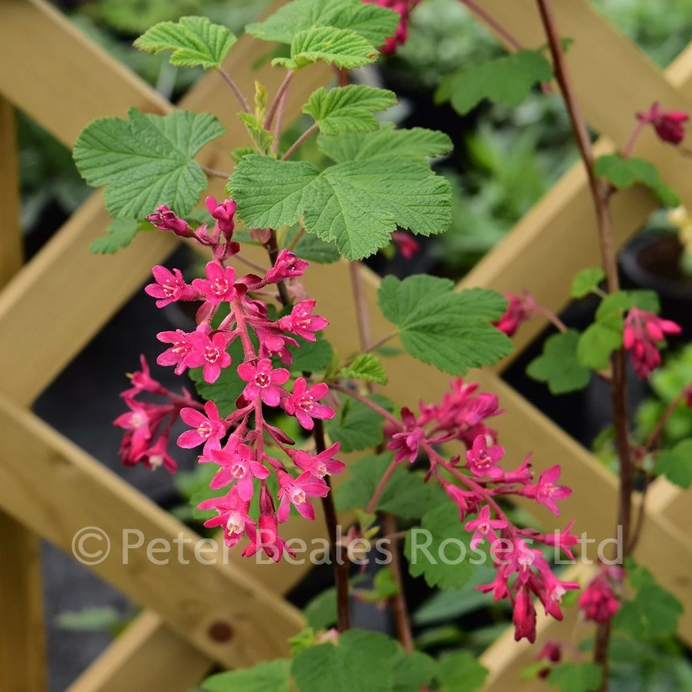 Ribes Sanguineum King Edward VII (Flowering Currant) 4 Ribes Sanguineum King Edward VII (Flowering Currant) - Image 2