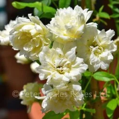 Rosa Banksiae Alba Plena (Rambling Rose) -Classic Roses Sales Store rosa banksiae alba plena bm june 2018 2 1000px