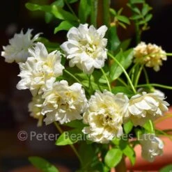Rosa Banksiae Alba Plena (Rambling Rose) -Classic Roses Sales Store rosa banksiae alba plena bm june 2018 3 1000px