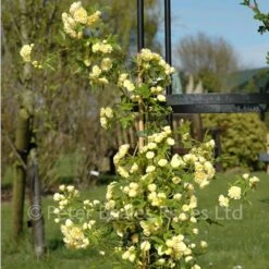 Rosa Banksiae Lutea (Rambling Rose) -Classic Roses Sales Store rosa banksiae lutea bm 2015 2 1000px