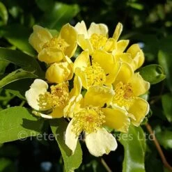 Rosa Banksiae Lutescens (Rambling Rose) -Classic Roses Sales Store rosa banksiae lutescens bm 2018 30 1000px