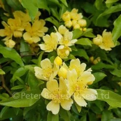 Classic Roses Sales Store -Classic Roses Sales Store rosa banksiae lutescens bm 2018 42 1000px