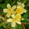 Rosa Banksiae Lutescens (Rambling Rose) -Classic Roses Sales Store rosa banksiae lutescens bm 6 1000px 1