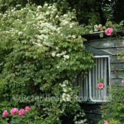 Rosa Banksiae Normalis (Rambling Rose) -Classic Roses Sales Store rosa banksiae normalis bm 19 1000px