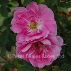 Rosa Californica 'plena' (Shrub Rose)