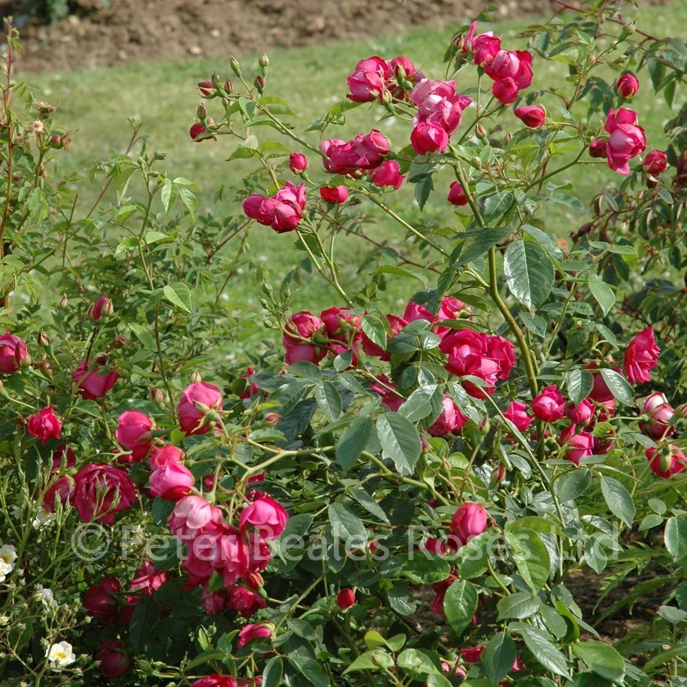 Rosa Chinensis (Shrub Rose) 4 Rosa Chinensis (Shrub Rose) - Image 2