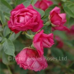 Rosa Chinensis (Shrub Rose) 8 Rosa Chinensis (Shrub Rose) -Classic Roses Sales Store rosa chinensis bm 2015 3 1000px