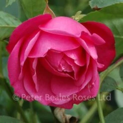 Rosa Chinensis (Shrub Rose)