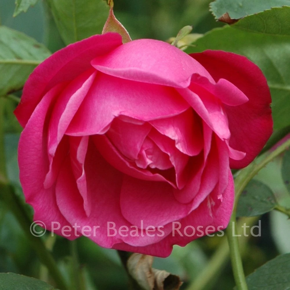 Rosa Chinensis (Shrub Rose) 3 Rosa Chinensis (Shrub Rose)