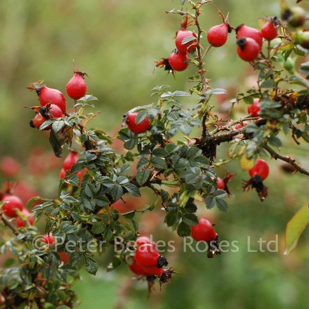 Rosa Chinensis (Shrub Rose) 6 Rosa Chinensis (Shrub Rose) - Image 4