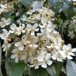 Rosa Cymosa (Climbing Rose)