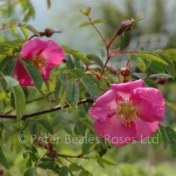 Rosa Doncasterii (Shrub Rose) 9 Rosa Doncasterii (Shrub Rose) -Classic Roses Sales Store rosa doncasterii bm 4 1000px