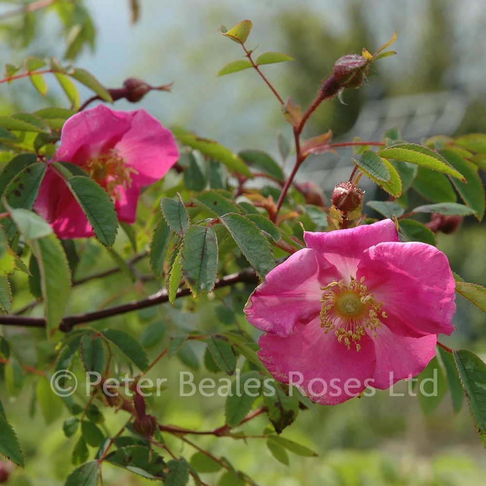 Rosa Doncasterii (Shrub Rose) 5 Rosa Doncasterii (Shrub Rose) - Image 3