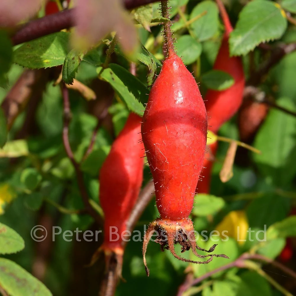 Rosa Doncasterii (Shrub Rose) 6 Rosa Doncasterii (Shrub Rose) - Image 4