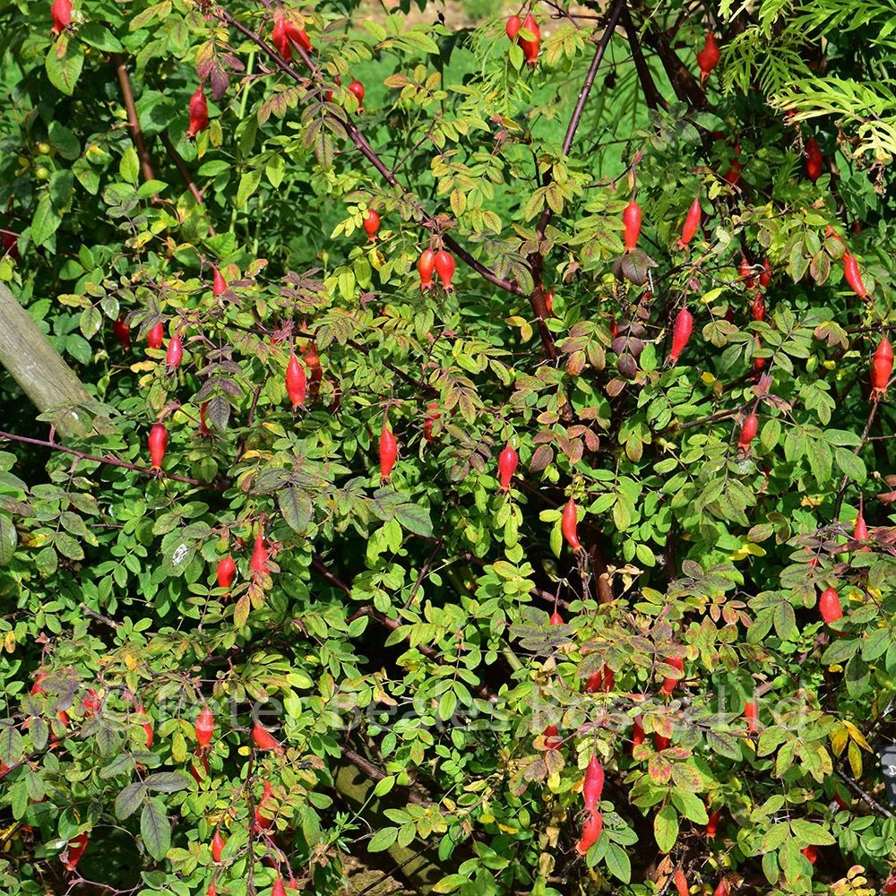 Rosa Doncasterii (Shrub Rose) 7 Rosa Doncasterii (Shrub Rose) - Image 5