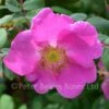 Rosa Doncasterii (Shrub Rose) 2 Rosa Doncasterii (Shrub Rose) -Classic Roses Sales Store rosa doncasterii macrophylla bm 2016 3 1000px