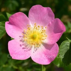 Rosa Eglanteria (rubiginosa)