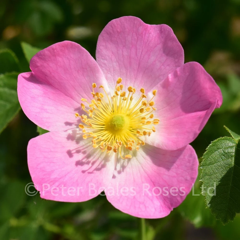 Rosa Eglanteria (rubiginosa) 3 Rosa Eglanteria (rubiginosa)
