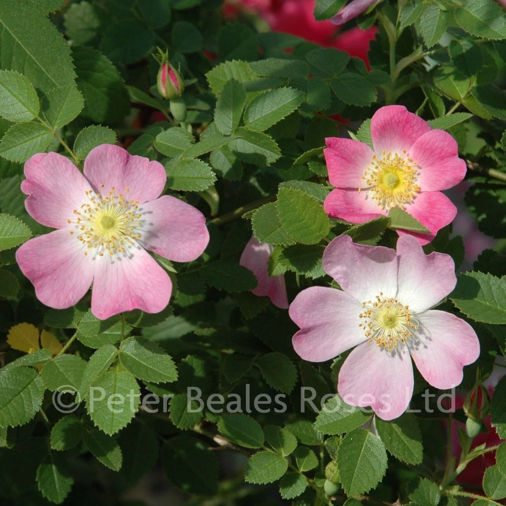 Rosa Eglanteria (rubiginosa) 4 Rosa Eglanteria (rubiginosa) - Image 2