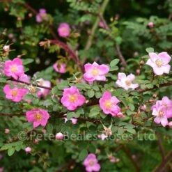 Classic Roses Sales Store -Classic Roses Sales Store rosa elegantula persetosa bm 2018 10 1000px 1