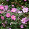 Rosa Elegantula Persetosa (Shrub Rose) -Classic Roses Sales Store rosa elegantula persetosa bm 2018 1 1000px