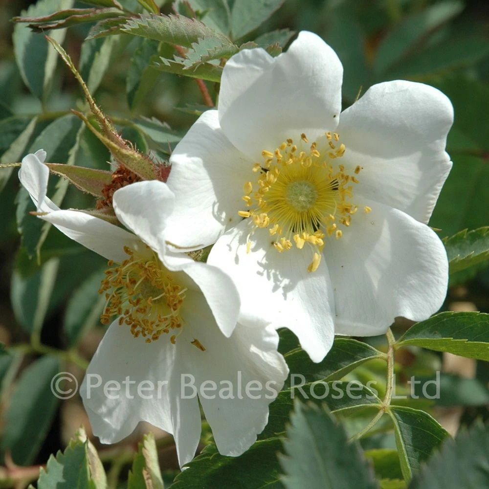 Rosa Fedtschenkoana (Shrub Rose) 4 Rosa Fedtschenkoana (Shrub Rose) - Image 2