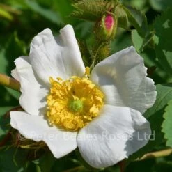 Rosa Fedtschenkoana (Shrub Rose)
