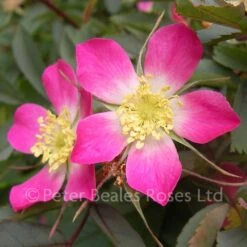 Rosa Glauca (Shrub Rose)