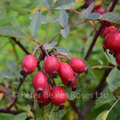 Rosa Glauca (Shrub Rose) -Classic Roses Sales Store rosa glauca hips bm 2016 19 1000px 1