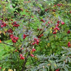 Rosa Glauca (Shrub Rose) -Classic Roses Sales Store rosa glauca hips bm 2016 22 1000px 1