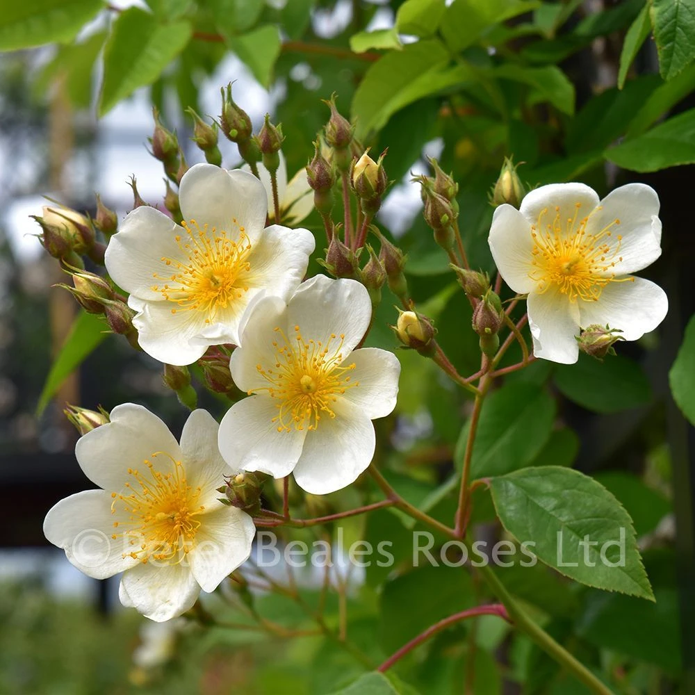 Rosa Helenae (Rambling Rose) 3 Rosa Helenae (Rambling Rose)