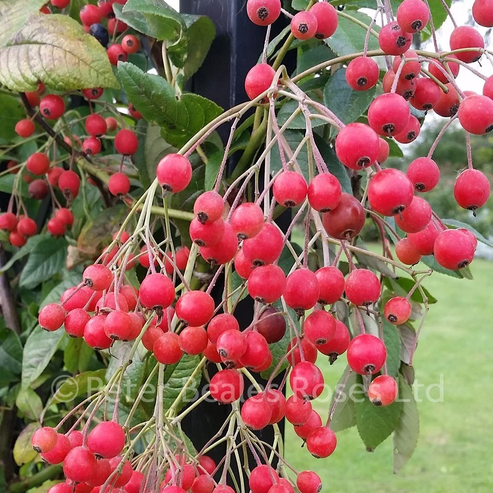 Rosa Helenae (Rambling Rose) 5 Rosa Helenae (Rambling Rose) - Image 3