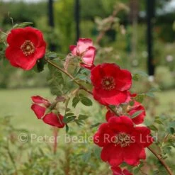 Rosa Moyesii (Shrub Rose) -Classic Roses Sales Store rosa moyesii bm 2015 4 1000px