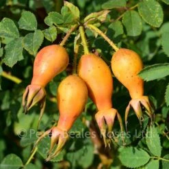 Rosa Moyesii (Shrub Rose) -Classic Roses Sales Store rosa moyesii hips bm 2016 7 1000px