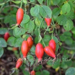 Rosa Eglanteria (rubiginosa) 9 Rosa Eglanteria (rubiginosa) -Classic Roses Sales Store rosa rubiginosa hips bm 2016 4 1000px