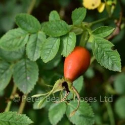 Rosa Eglanteria (rubiginosa) 8 Rosa Eglanteria (rubiginosa) -Classic Roses Sales Store rosa rubiginosa rosa eglanteria bm 2016 3 1000px
