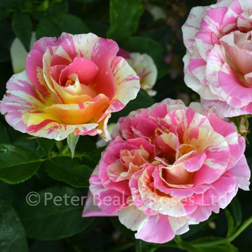 Claude Monet (Bush Rose) 4 Claude Monet (Bush Rose) - Image 2