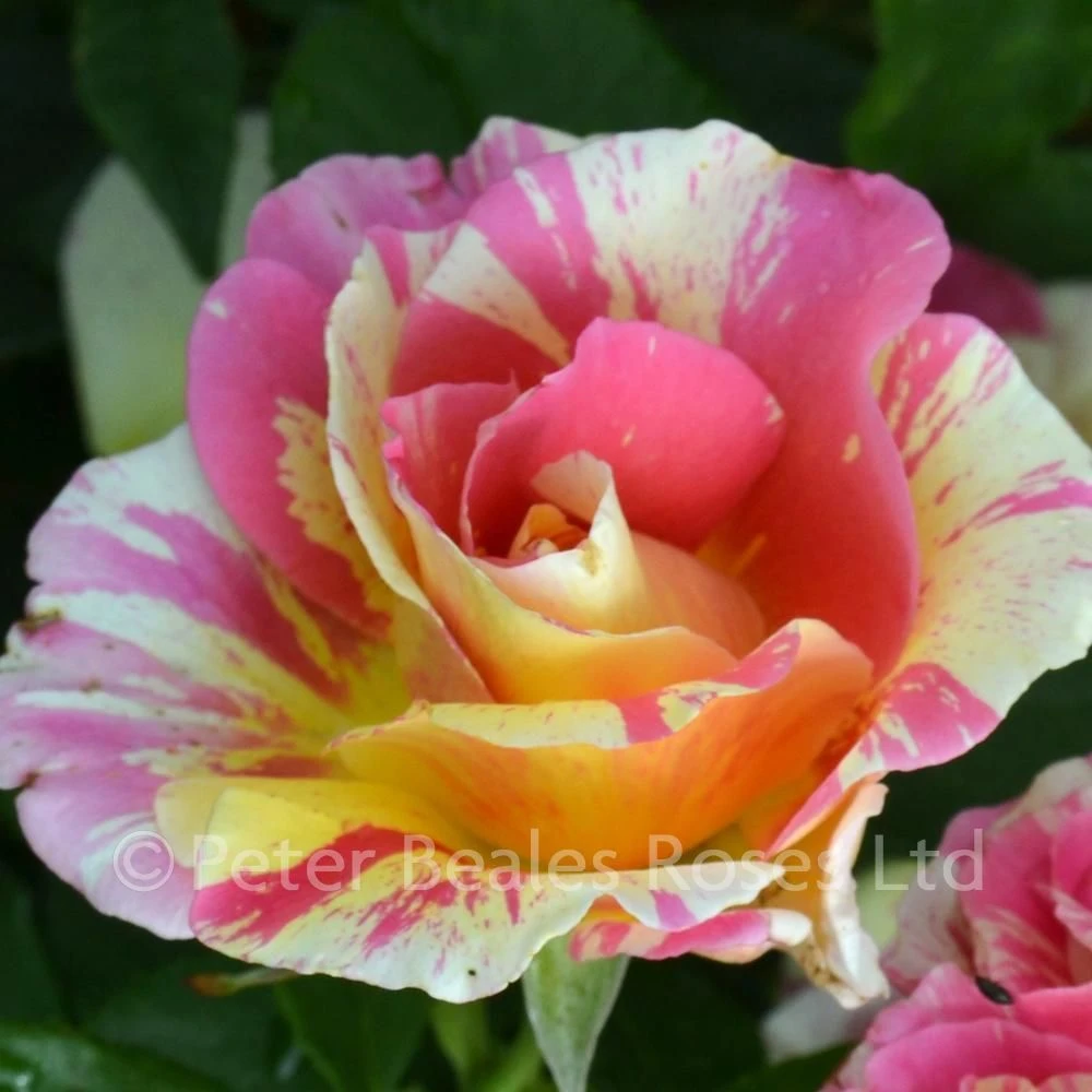 Claude Monet (Bush Rose) 3 Claude Monet (Bush Rose)