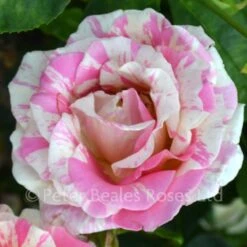 Claude Monet (Bush Rose) 8 Claude Monet (Bush Rose) -Classic Roses Sales Store rosier claude monet jacdesa 3 1000px