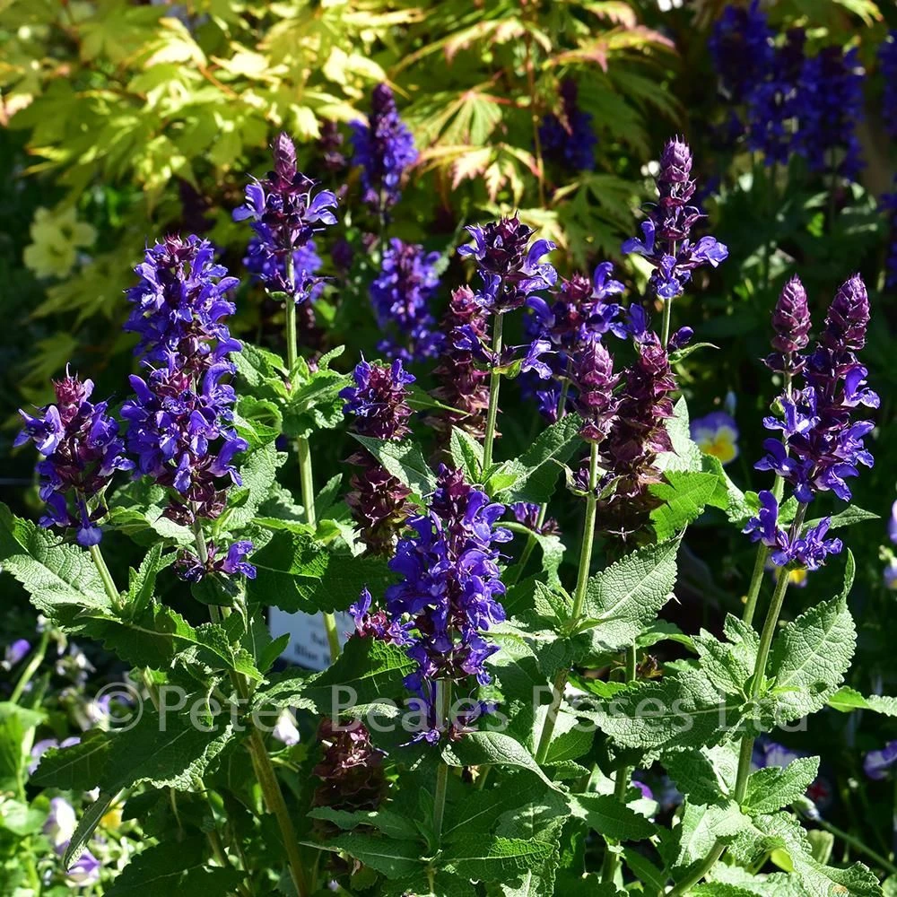 Salvia Blue Marvel 5 Salvia Blue Marvel - Image 3