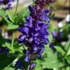 Salvia Blue Marvel -Classic Roses Sales Store salvia blue marvel bm 2017 13 1000px