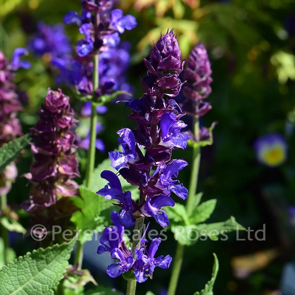 Salvia Blue Marvel 6 Salvia Blue Marvel - Image 4