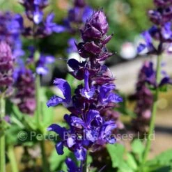 Salvia Blue Marvel 11 Salvia Blue Marvel -Classic Roses Sales Store salvia blue marvel bm 2017 4 1000px